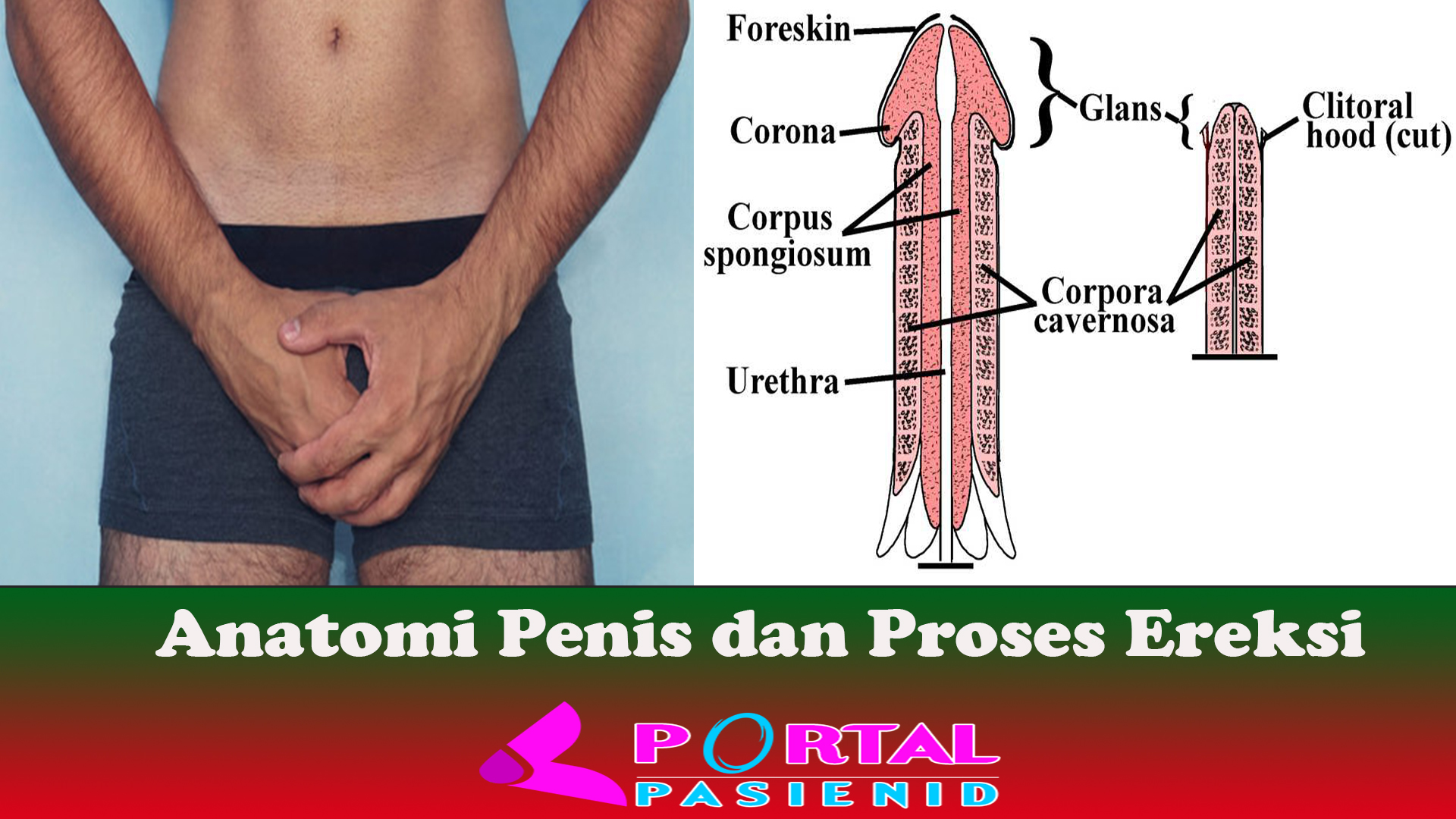 Anatomi Penis dan Proses Ereksi