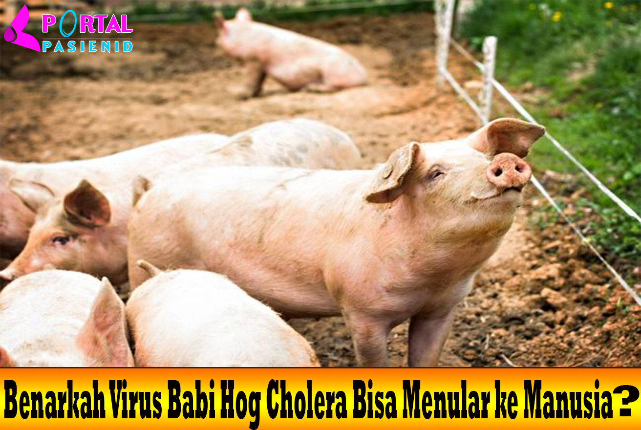 Benarkah Virus Babi Hog Cholera Bisa Menular ke Manusia?
