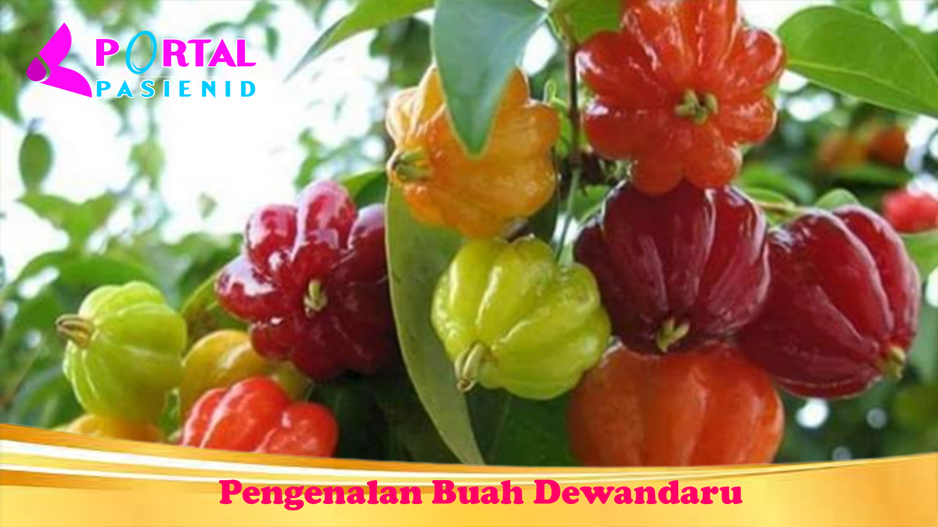 Pengenalan Buah Dewandaru