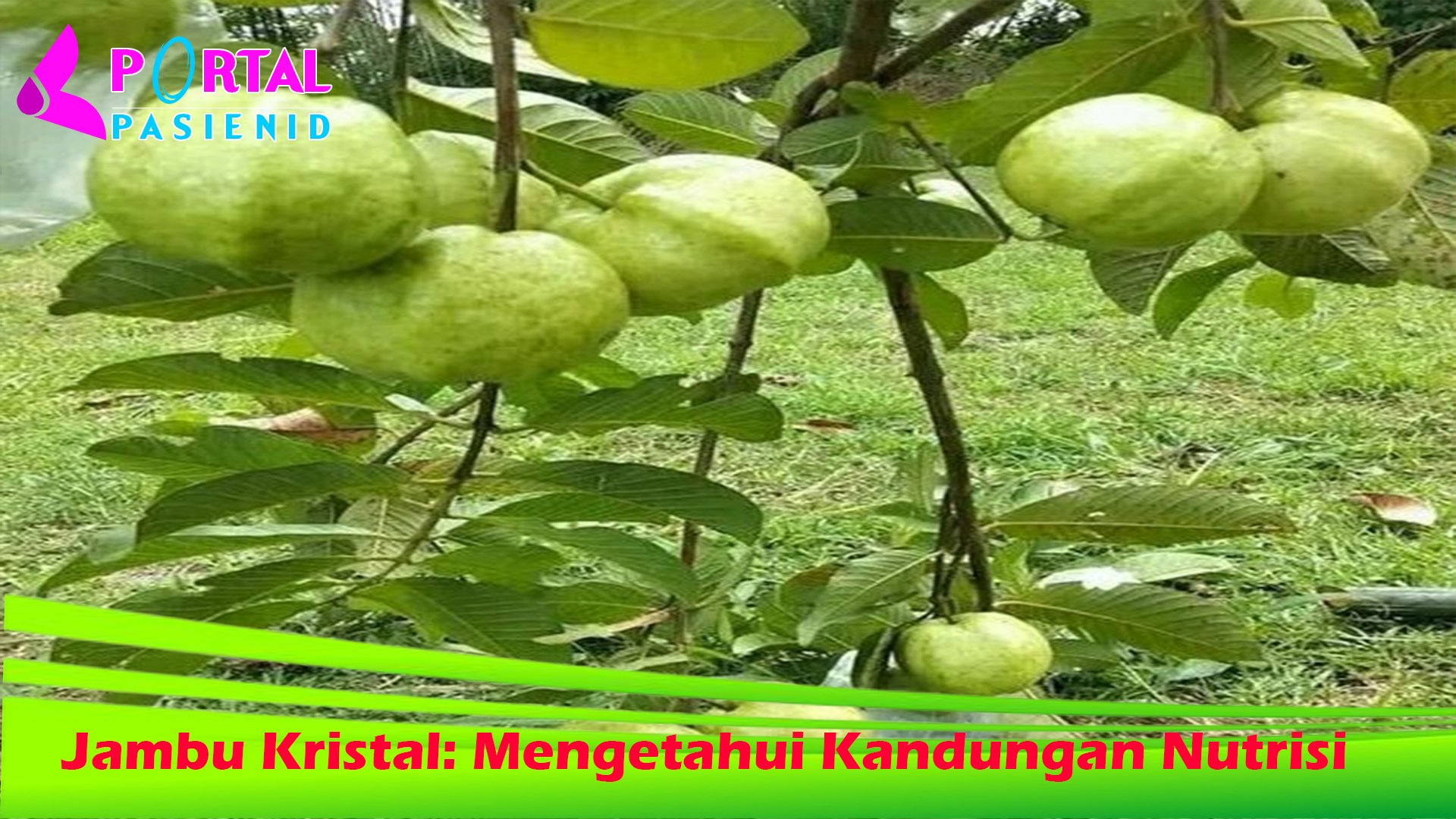 Jambu Kristal: Mengetahui Kandungan Nutrisi