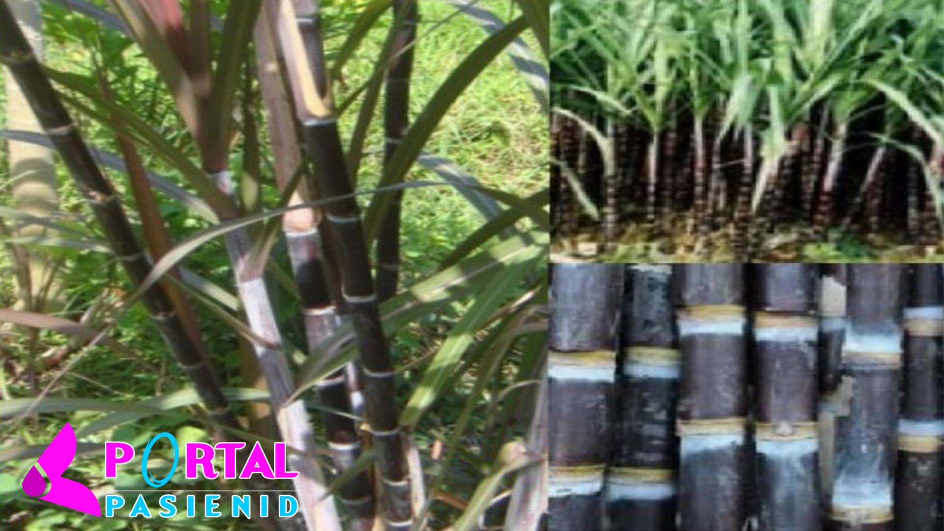 Tebu Hitam, Ketahui 5 Manfaatnya untuk Kesehatan